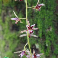 Cymbidium aloifolium (L.) Sw.